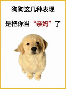 你家狗子把你当啥？