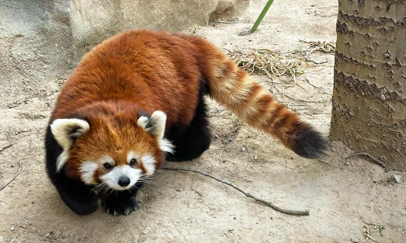 小熊猫苗苗9个月大像小大人，颜值担当，适应能力强，是个活力满满的营业小能手