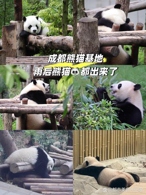 小熊猫苗苗9个月大像小大人，颜值担当，适应能力强，是个活力满满的营业小能手