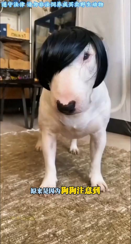 外卖小哥差点抱走萌柴犬！狗狗戴假发穿斗篷太可爱