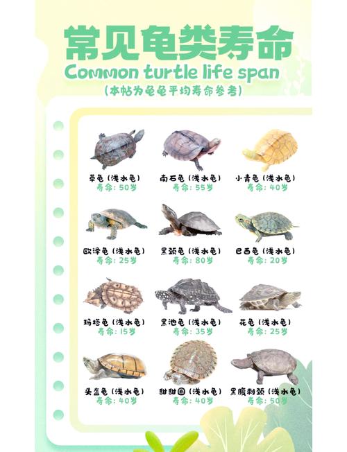 乌龟健康自查 望闻问切,30秒判病情 乌龟健康自查 望闻问切,30秒判病情