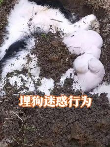 狗狗刨坑是天性，别打骂，给它沙坑陪它玩