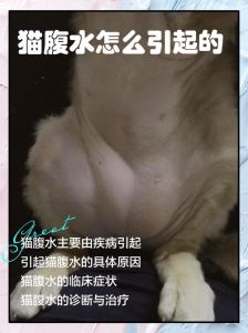 胖猫跳线卡住肚皮，太滑稽了！