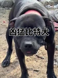 遛弯大哥拉比特犬架反被咬死，比特犬太可怕了！