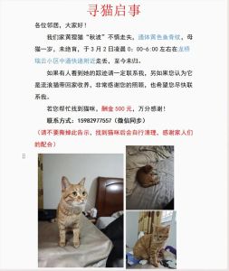猫坠楼了玄学是好事还是坏事，猫咪掉下来是吉是凶？