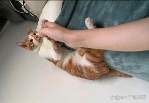 家猫冬天放室外可以吗，冬天冷，别让猫咪在外面遭罪！