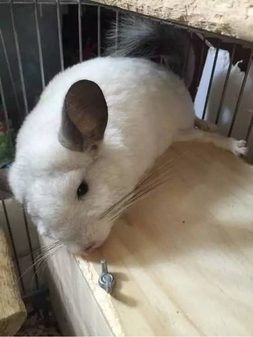 龙猫死了24小时还有救吗，龙猫走了，要体面处理后事，珍惜相伴时光
