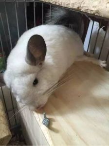 龙猫死了24小时还有救吗，龙猫走了，要体面处理后事，珍惜相伴时光