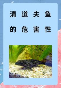 金鱼把清道夫吃了意味着什么，金鱼清道夫不能混养，注意水温抢食风险