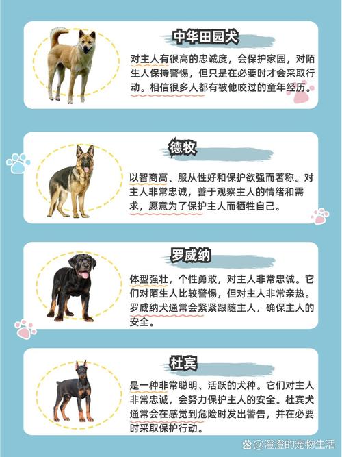 狗狗的忠诚度排名,狗狗忠诚太感人!中华田园犬拉布拉多最忠心 狗狗的忠诚度排名,狗狗忠诚太感人!中华田园犬拉布拉多最忠心