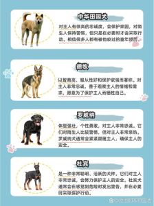 狗狗的忠诚度排名，狗狗忠诚太感人！中华田园犬拉布拉多最忠心