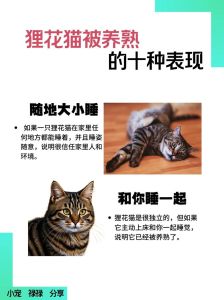6年猫一般人养不了，成本高麻烦多，想清楚再决定！