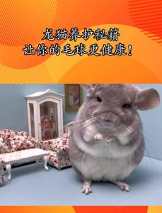 龙猫怎么养护和管理，耐心细致是关键