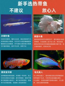 热带鱼可以吃吗，鱼缸鱼能吃吗？别冒险，健康最重要！
