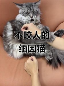 猫怕人不敢亲近怎么办，猫咪小动作表心情，懂它更亲近
