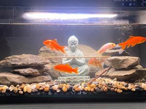 闯缸鱼有必要养吗，科学养鱼，勿用闯缸鱼，水质测试更靠谱！