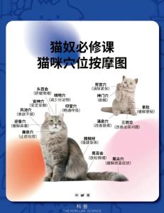 找猫猫时有哪些有效方法，24小时内速归，留熟悉气味，贴启事找邻居，夜灯听声助回家！