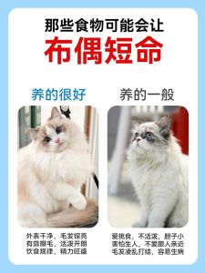 猫寄养几天会不认识主人吗，猫咪记性好不好？主要看和主人的互动