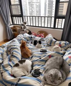 晚上能抱只流浪猫回家吗，晚上捡流浪猫回家？先想清楚安全卫生和照顾问题！