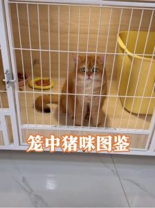 被主人关在笼子里当猫养，别老关猫笼子，爱它就给自由！