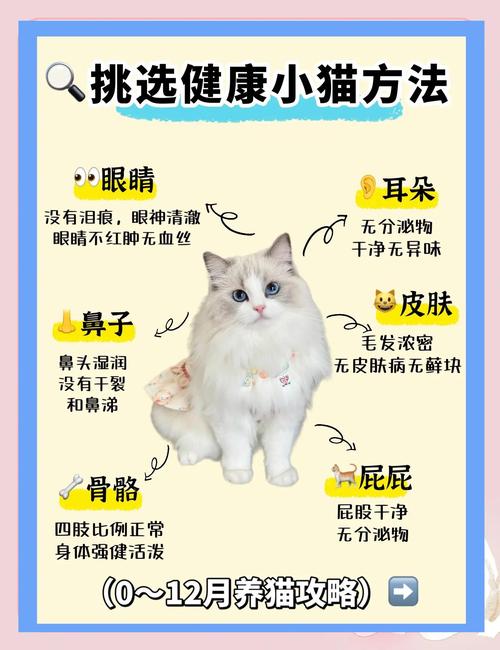 结婚为什么要养猫,养猫结婚没关系,关键看合不合拍! 结婚为什么要养猫,养猫结婚没关系,关键看合不合拍!