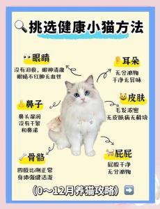结婚为什么要养猫，养猫结婚没关系，关键看合不合拍！