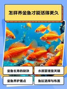 养两只以上的鱼怎么样容易养活，鱼缸养鱼小窍门，鱼儿健康快乐住！