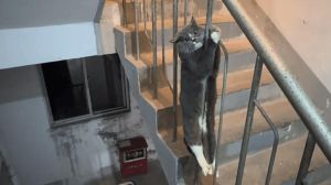 猫从13楼掉下去还能救吗，坠猫别慌！封窗防摔，及时就医有希望