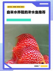 0到10度适合养什么鱼，斑马鱼冬天养法及耐寒鱼推荐