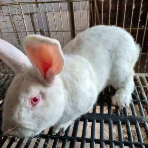 养殖广西肉兔种兔，肉兔养殖火爆，广西70天出栏，科学养殖赚钱快