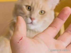 猫爪子抓破了用打针吗，猫抓了别慌？看伤口打针？