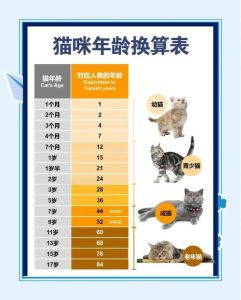 猫几岁算老年期，舒适窝软食物多陪伴
