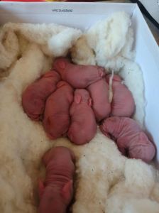 家兔几个月可以生小兔，家兔6个月成熟，如何科学繁殖与喂养？
