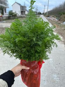 松树叶能喂兔子吗，松榆槐柏桑，省钱营养多！