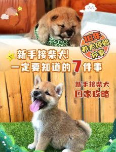 养狗很麻烦吗，麻烦多开销大，但忠诚又暖心