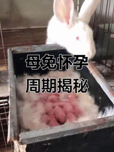 母兔受孕多久生小兔，兔妈妈怀孕28-31天，注意观察，生后40天别再怀宝宝