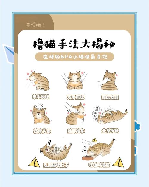 撸猫的技巧和方法，撸猫有门道，看懂猫咪喜好增感情