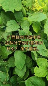 兔子吃了叶子可不可以不喝水，兔子不能只靠叶子喝水，必须提供充足干净的水