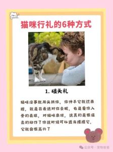 来回猫咪送人会怎么样，养猫是大事，别半路送走，对猫伤害大！