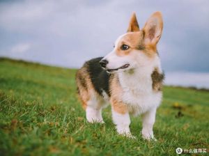 城市养什么狗比较好，城市养小型狗方便，不占地方，适合对毛过敏的人