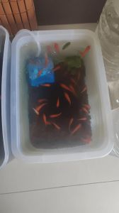 一天不打氧小鱼会死吗，养鱼打氧很重要，小强鱼除外