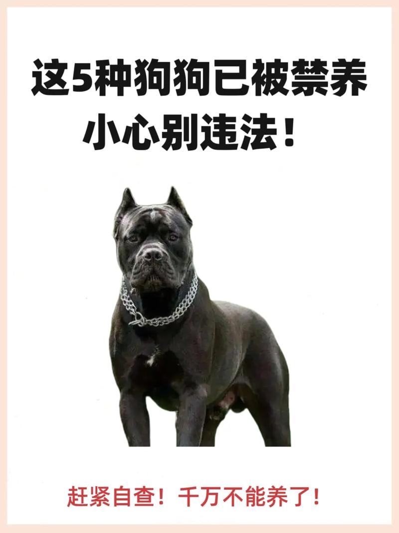城市里不能养什么狗,养狗责任大,文明养狗保平安 城市里不能养什么狗,养狗责任大,文明养狗保平安