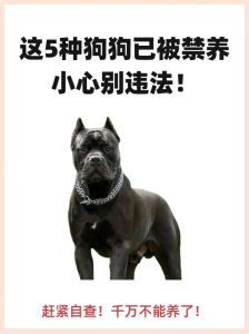 城市里不能养什么狗，养狗责任大，文明养狗保平安