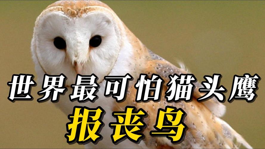 猫头鹰最怕三个东西,猫头鹰夜视强却怕强光,人类活动威胁生存 猫头鹰最怕三个东西,猫头鹰夜视强却怕强光,人类活动威胁生存