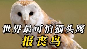 猫头鹰最怕三个东西，猫头鹰夜视强却怕强光，人类活动威胁生存