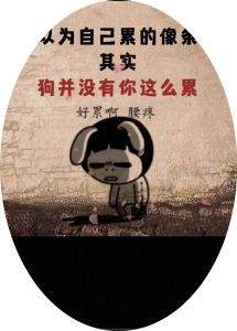 感觉养狗好累啊，别冲动，真的太累了！