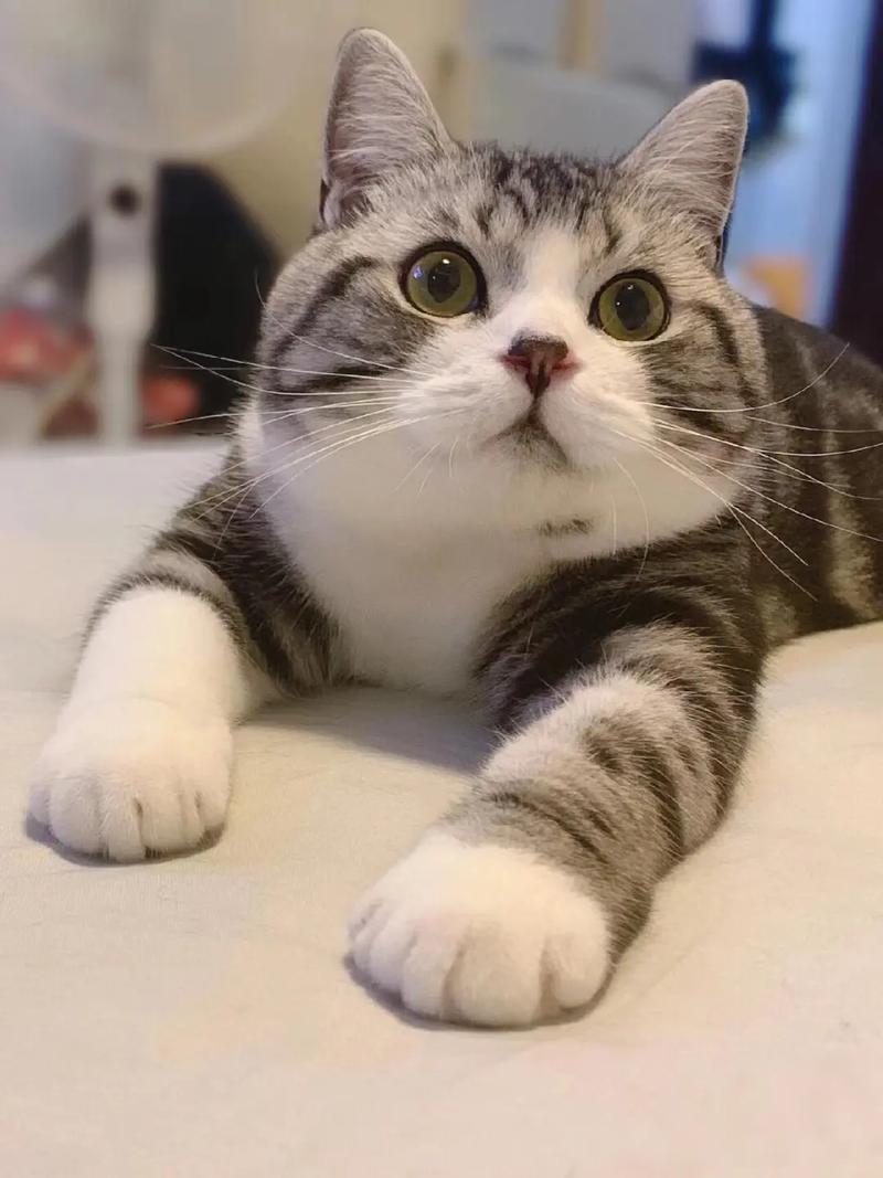 起司猫长大了好看吗，又白又黑超可爱，粘人掉毛多！