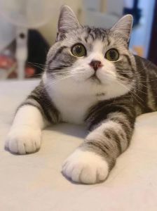 起司猫长大了好看吗，又白又黑超可爱，粘人掉毛多！