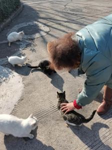 冬天把猫放在室外养，冬天冷，小猫易冻伤，接进屋里保暖