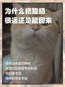 家猫没吃的跑出去会回来吗，猫咪走丢也能自己回家？秘诀在此！